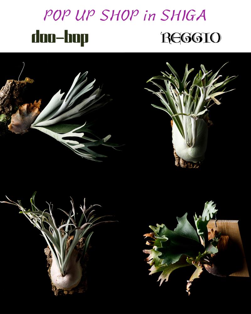 ��REGGIO POP UP SHOP��